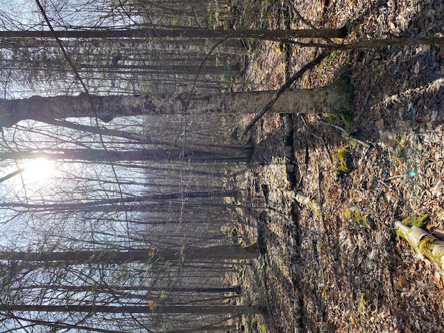 Wood 3